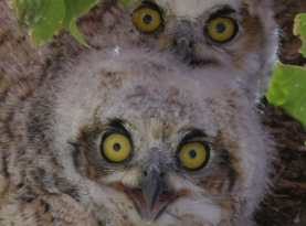 Hippauf Owls.jpg